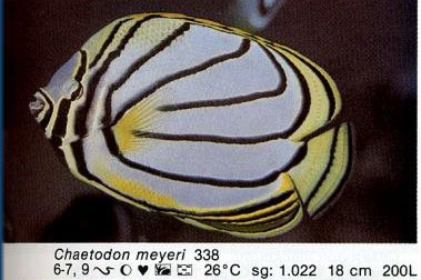 Chaetodon meyeri